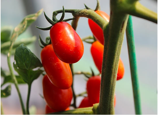 Pomodoro Perino-Cuore 